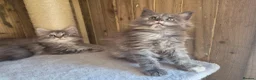 Maine Coon cats for sale: Beautiful Maine Coon Kittens - Advert 10