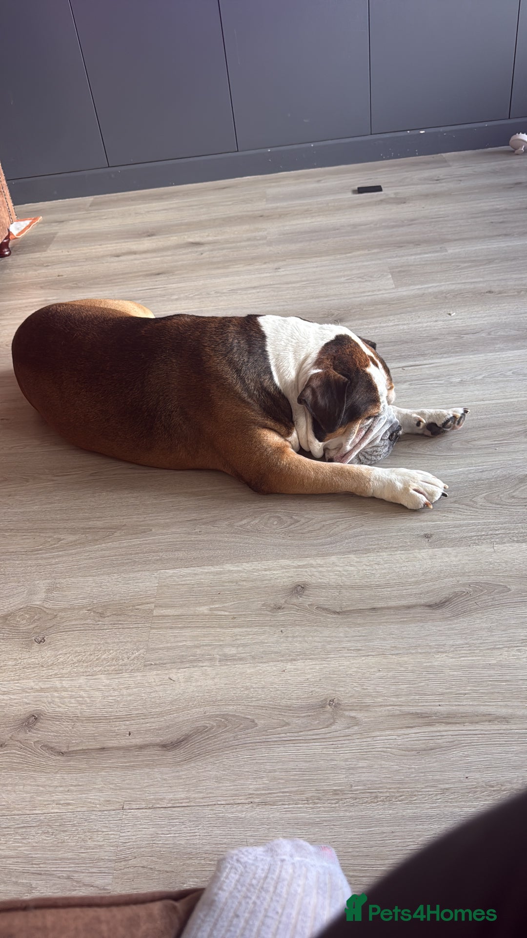 American Bulldog dogs for sale: american bulldog  - Image 3