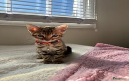 Bengal cats for sale: Beautiful pure Bengal kittens - Image 10