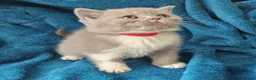 British Shorthair cats for sale: British shorthair kittens for sale - Advert 8