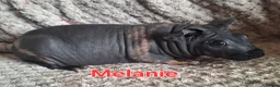 Guinea Pig rodents for sale: Skinny pig sows - Advert 6