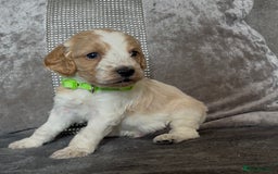 Cockapoo dogs for sale: stunning cockapoo puppies  - Image 6