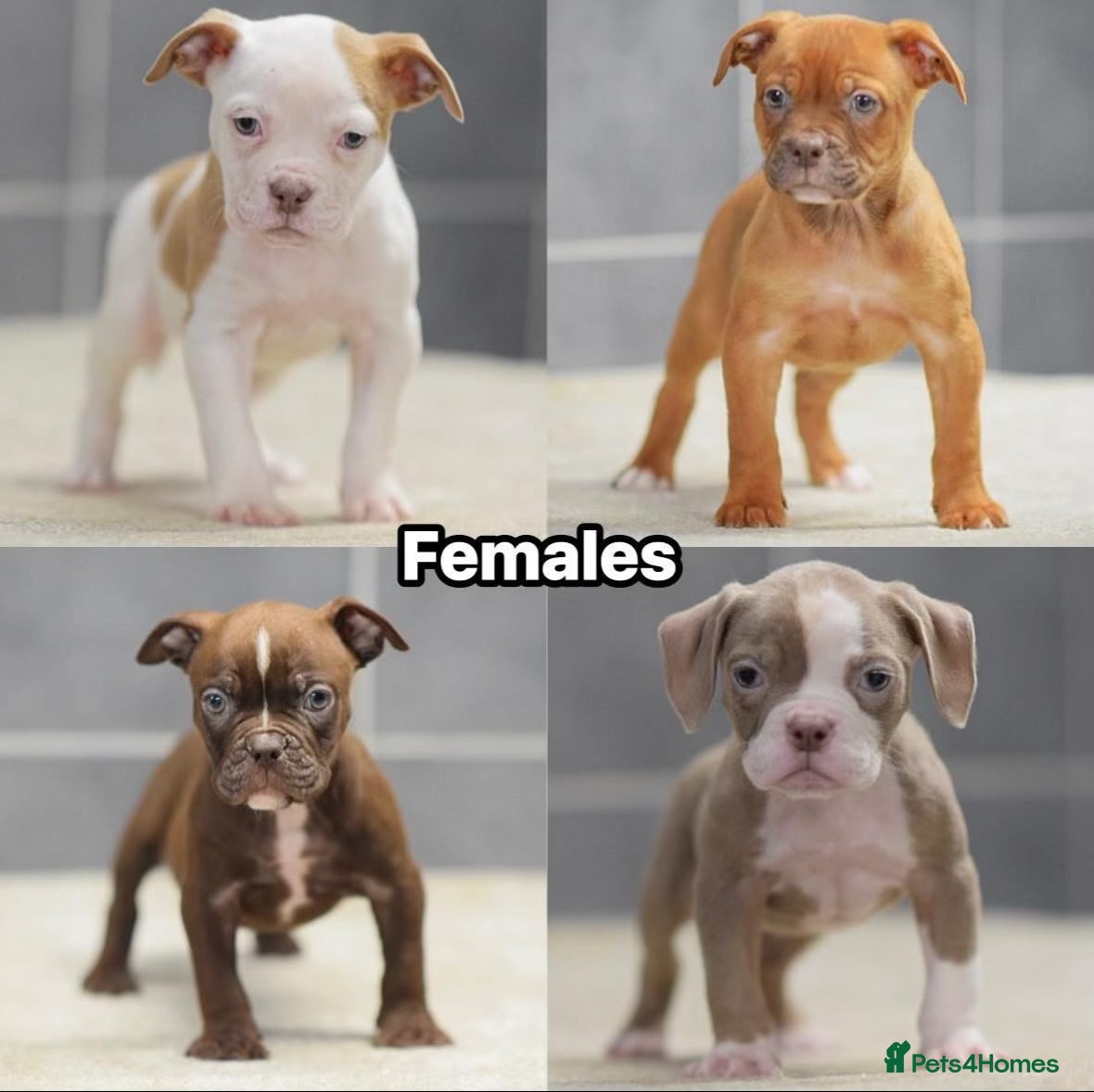 Olde English Bulldogge dogs 5⭐️COUNCIL APPROVED,LICENSED, 23 YEARS EXPERIENCE. - Advert 3