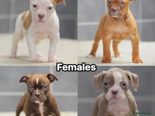 Olde English Bulldogge dogs 5⭐️COUNCIL APPROVED,LICENSED, 23 YEARS EXPERIENCE. - Advert 3