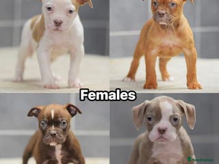 Olde English Bulldogge dogs 5⭐️COUNCIL APPROVED,LICENSED, 23 YEARS EXPERIENCE. - Advert 5