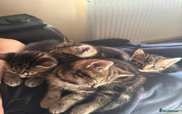 Domestic Shorthair cats for sale: Tabby x domestic short hair  - Image 9