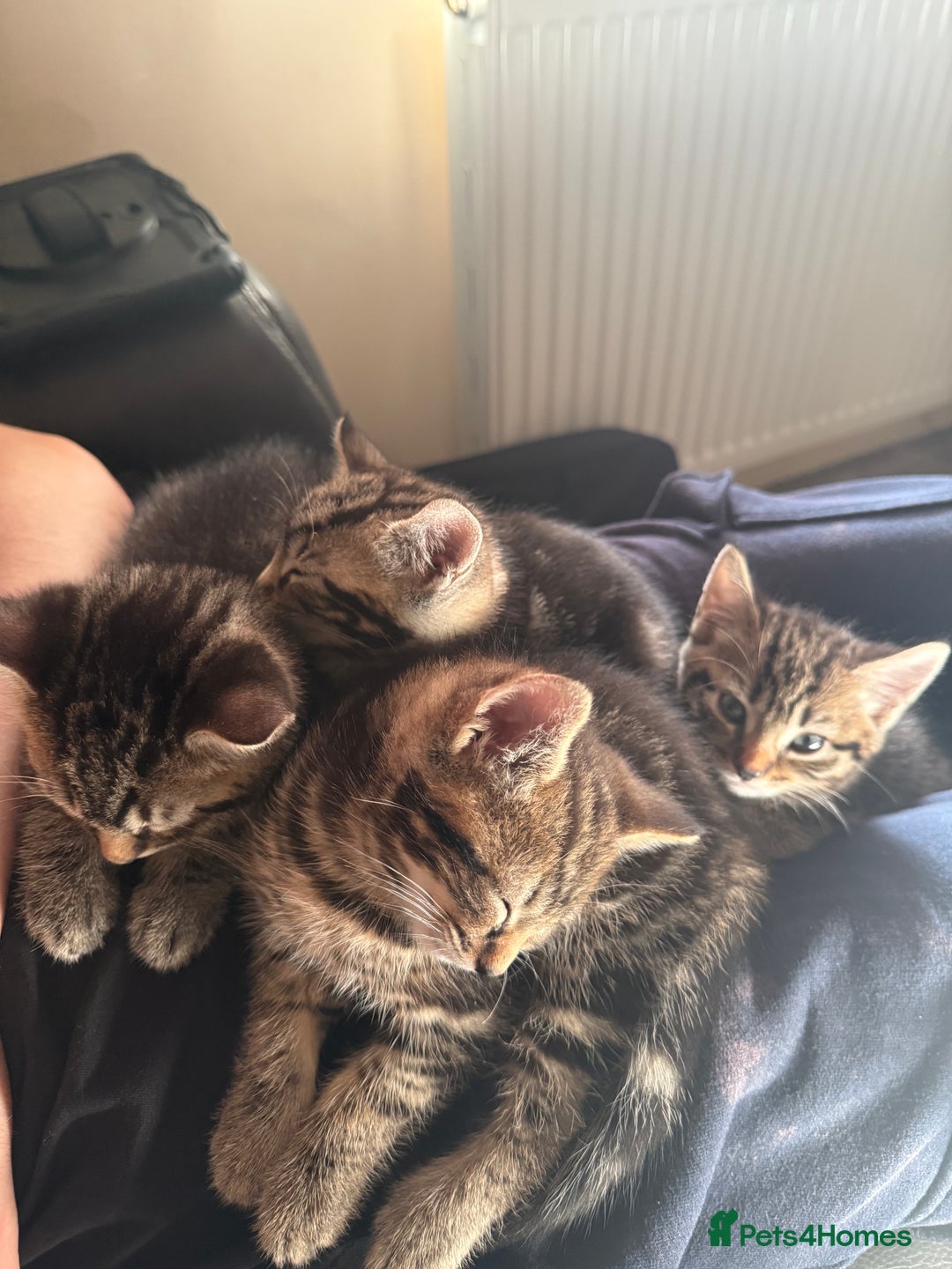 Domestic Shorthair cats for sale: Tabby x domestic short hair  - Image 9