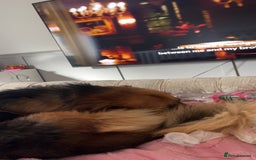 Mixed Breed dogs for sale: German shepherd  - Image 2