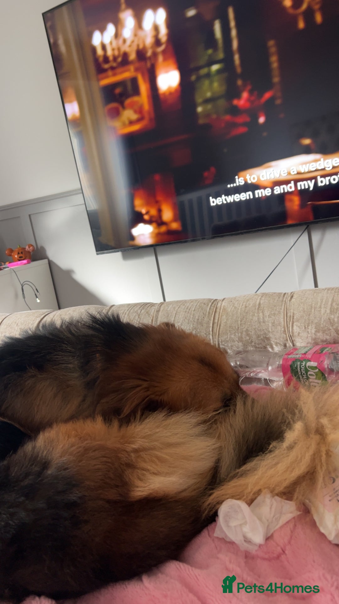 Mixed Breed dogs for sale: German shepherd  - Image 2