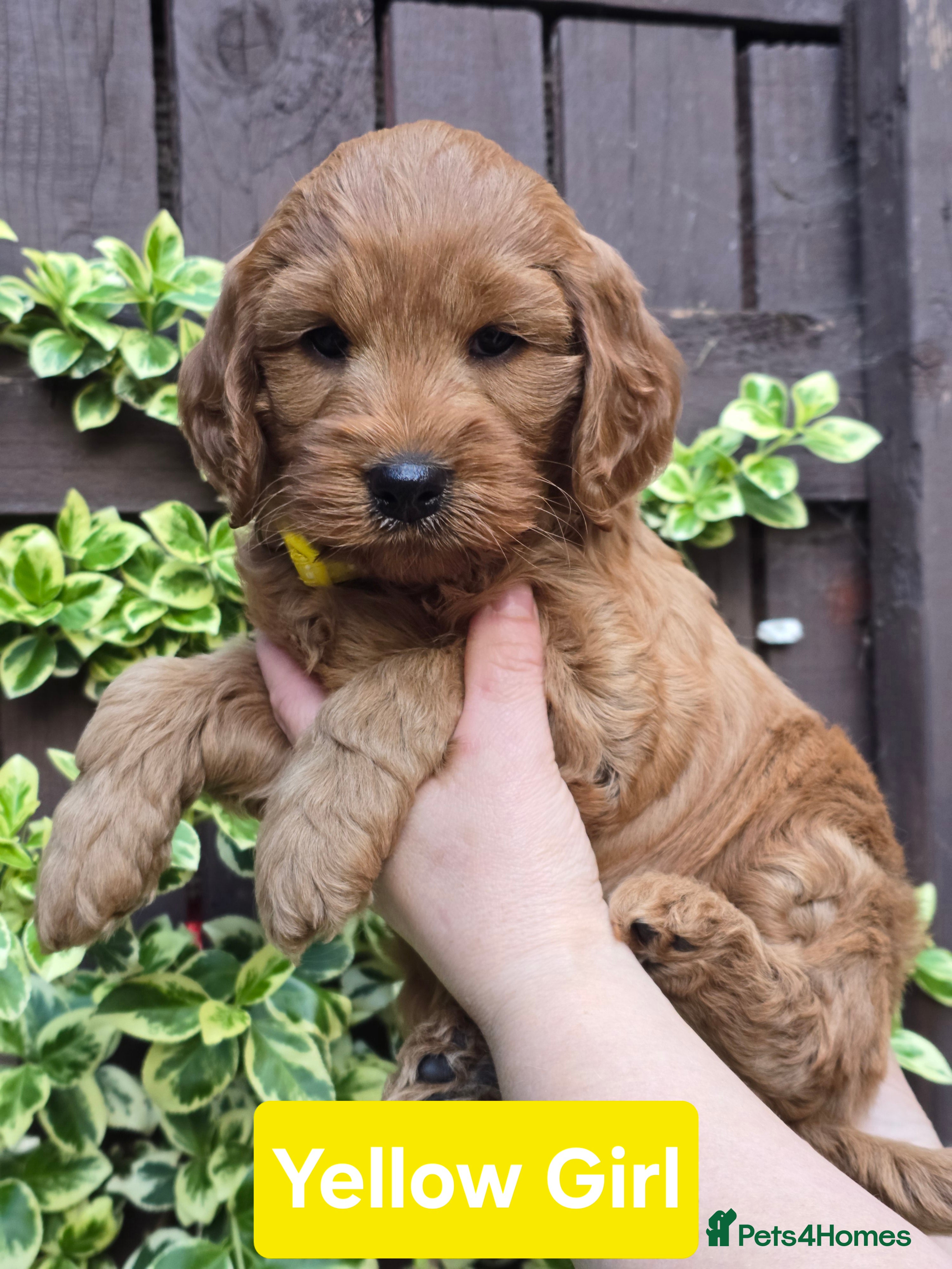 Cockapoo dogs  Beautiful F1 Cockapoos - Advert 2