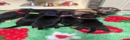 Jack Russell dogs for sale: Jack Russell’s - Advert 14