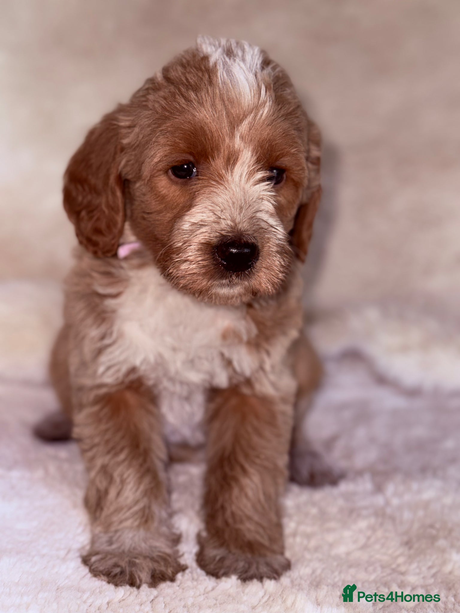 Labradoodle dogs Australian labradoodles  - Advert 5