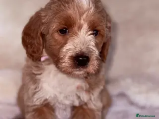 Labradoodle dogs Australian labradoodles - Advert 1