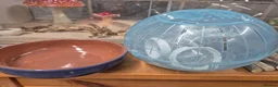 Hamster rodents for sale: Syrian hamster and cage in Sheffield - Advert 20