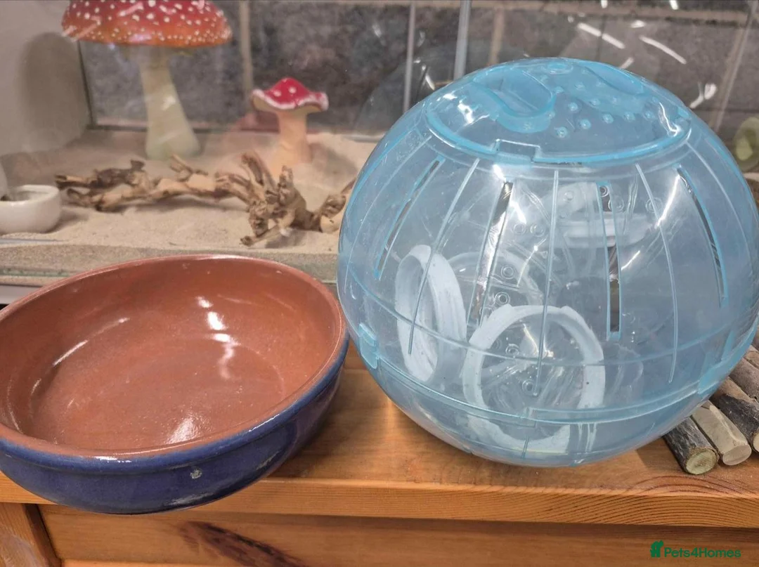 Hamster rodents for sale: Syrian hamster and cage in Sheffield - Advert 20