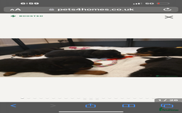 Rottweiler dogs for stud: Proven kc reg Health tested hip and elbow scored in Windsor - Image 23