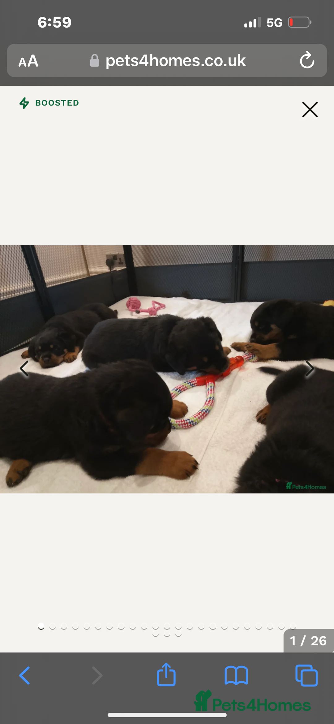 Rottweiler dogs for stud: Proven kc reg Health tested hip and elbow scored in Windsor - Image 23