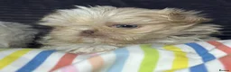 Shih Tzu dogs for sale: Tiny imperial shihtzu puppies - Advert 12