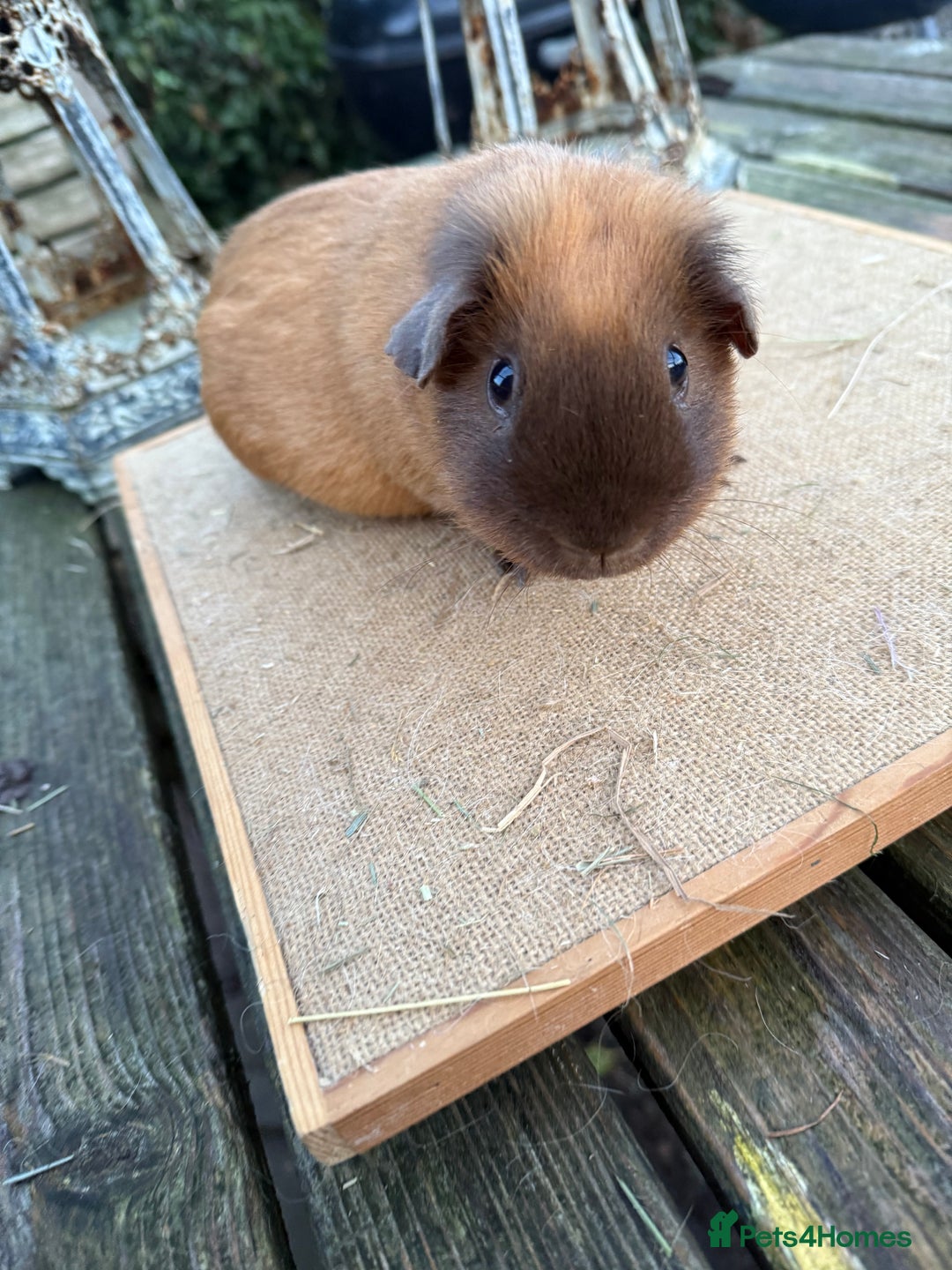 Guinea Pig rodents for sale: Pure bred California & Swiss guineapigs  - Advert 1