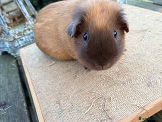 Guinea Pig rodents Pure bred California & Swiss guineapigs - Advert 6