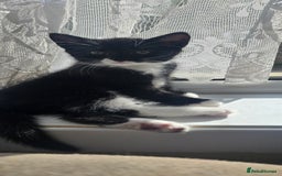 Mixed Breed cats for sale: 3 kittens looking for their forever homes.  - Image 23