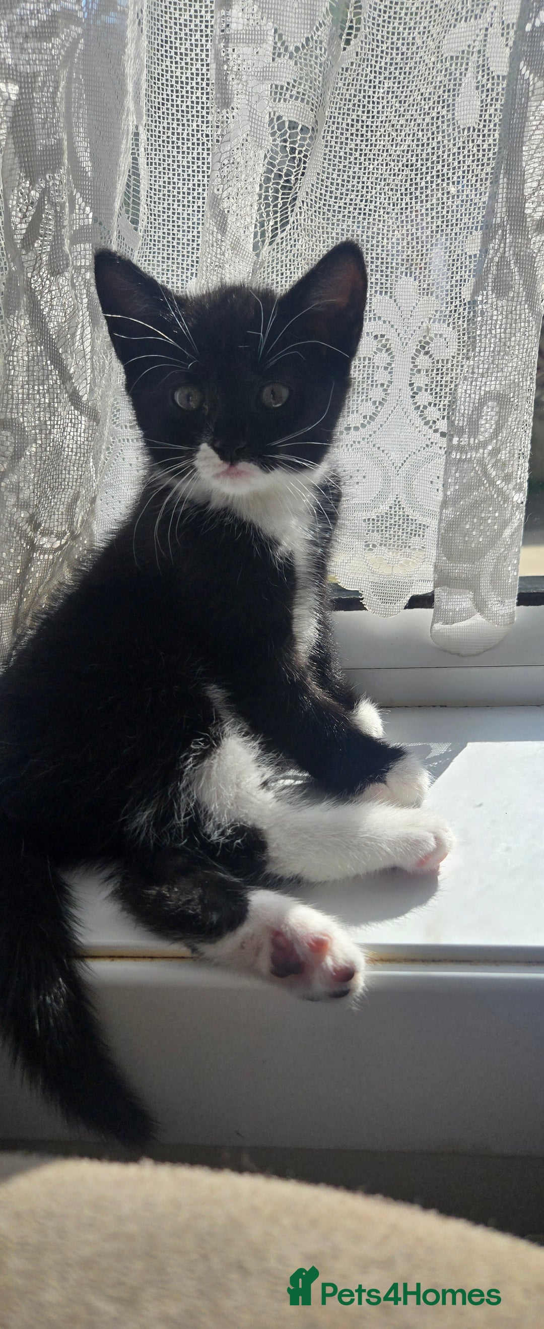 Mixed Breed cats for sale: 3 kittens looking for their forever homes.  - Image 23