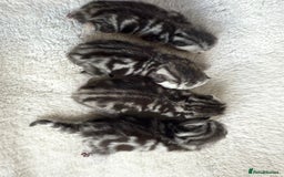 British Shorthair cats for sale: GCCF Rare Show Quality BSH Silver Tabby Kittens - Image 12