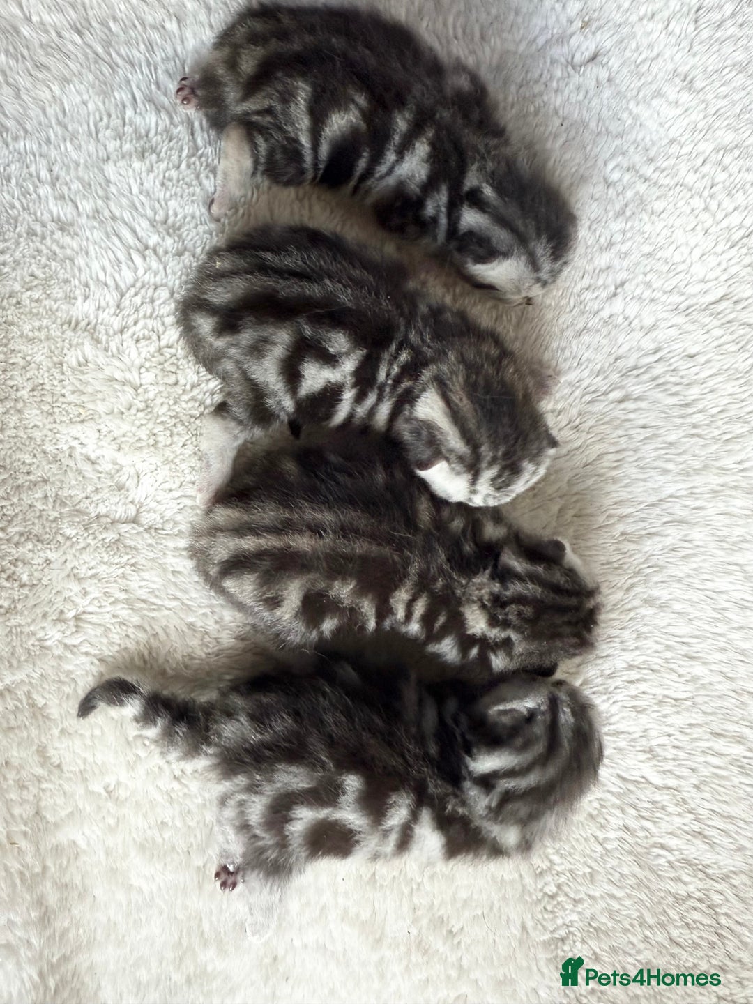 British Shorthair cats for sale: GCCF Rare Show Quality BSH Silver Tabby Kittens - Image 12