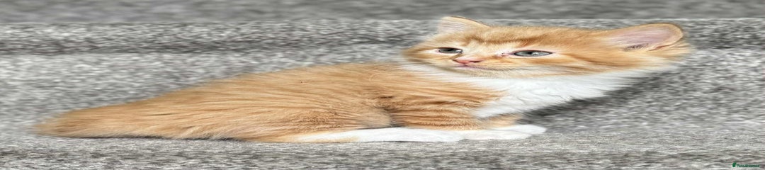 Ginger male Kitten 1