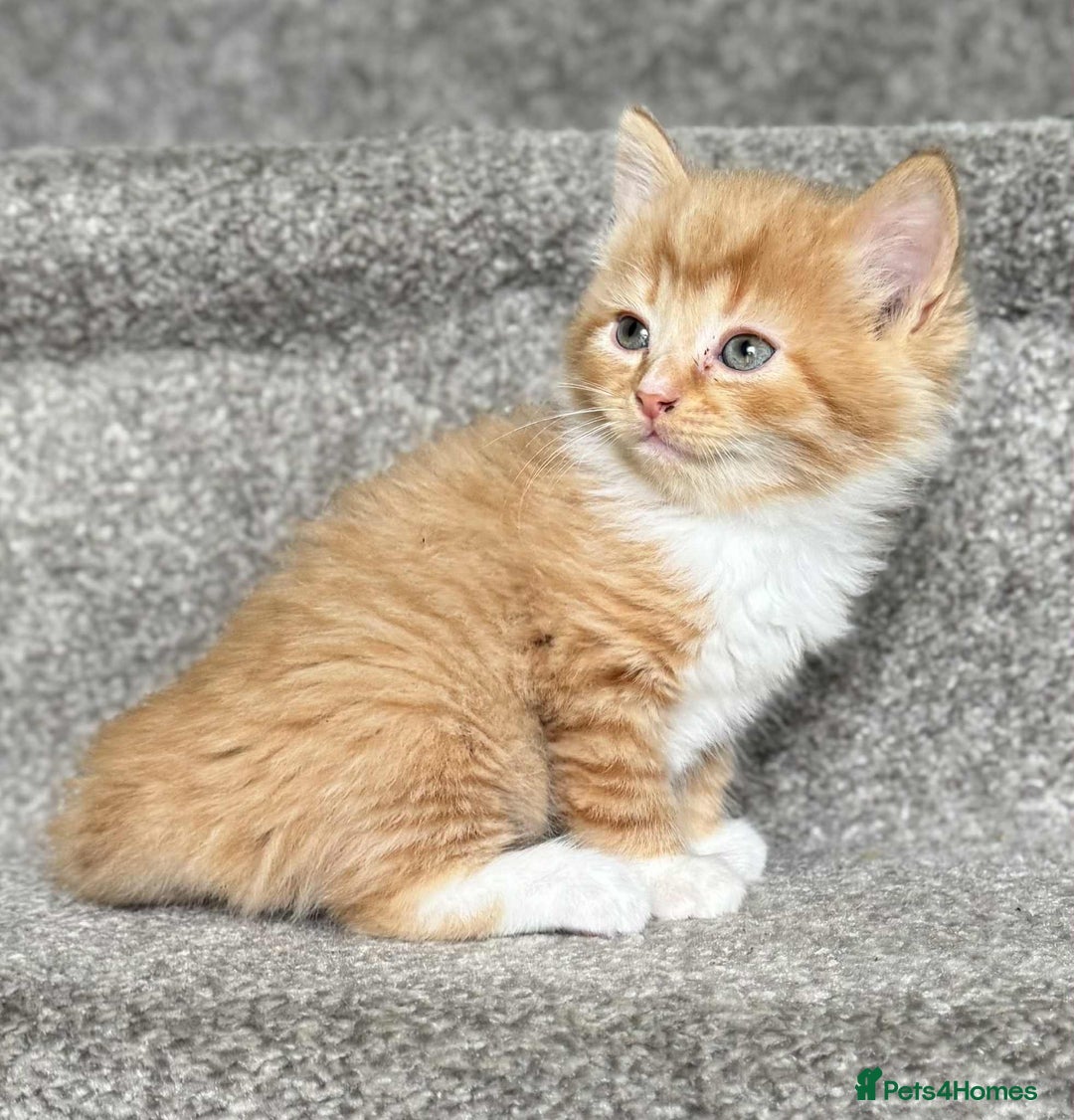 Mixed Breed cats for sale: Stunning Turkish angora x Maine coon - Image 19