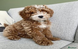 Australian Labradoodle dogs for sale: Aussie Doodle Lottie, 7 Months Old - Image 5