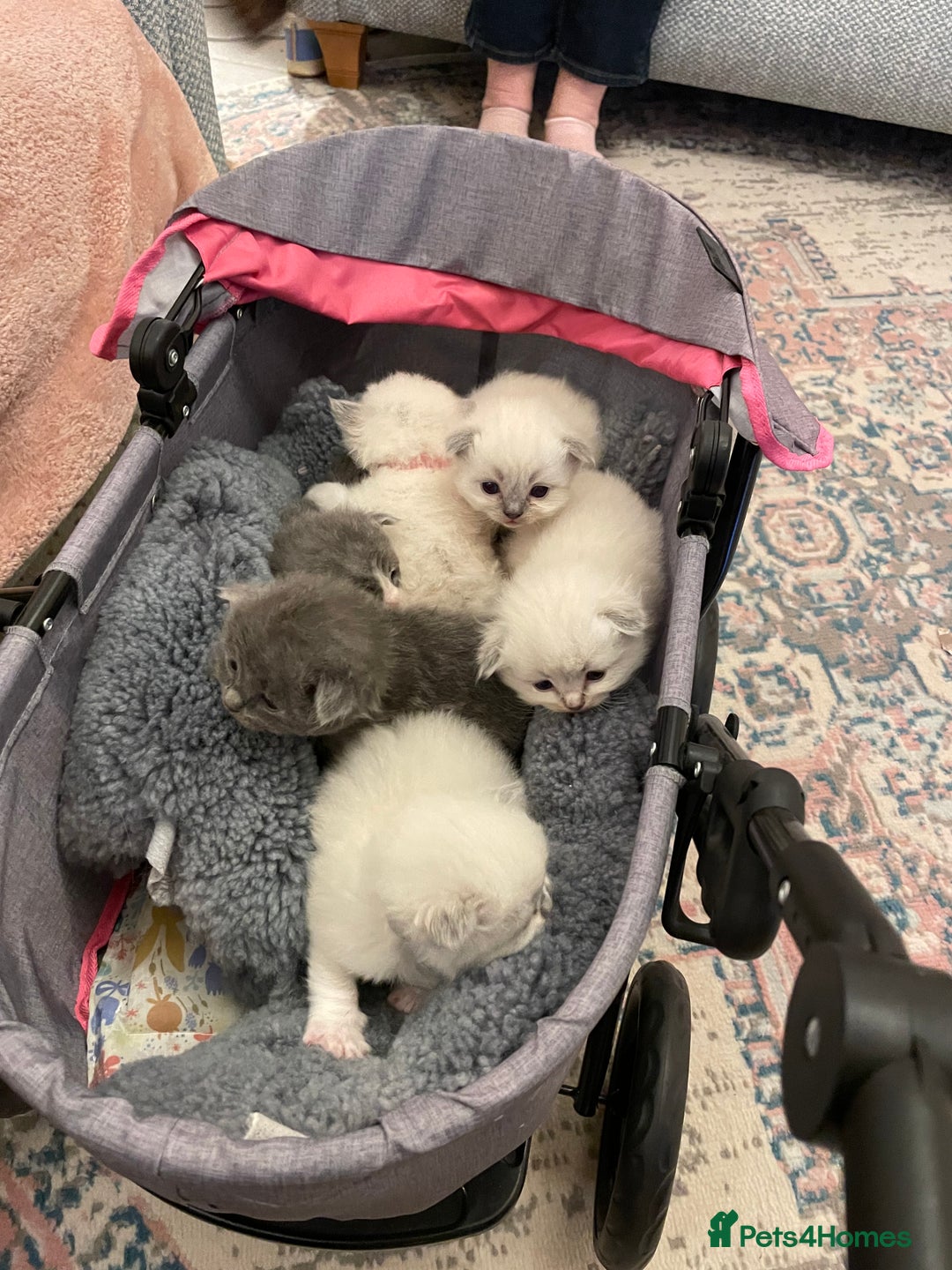 Ragdoll cats for sale: Exquisite, truly unique Ragdolls & Ragfold kittens - Advert 33