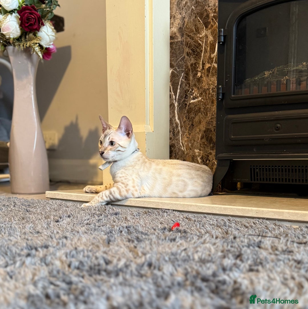 Bengal cats for sale: TICA registered snow lynx Bengal Kittens in Reading - Image 16