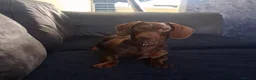 Miniature Dachshund dogs for stud: Bruno the star - Advert 2