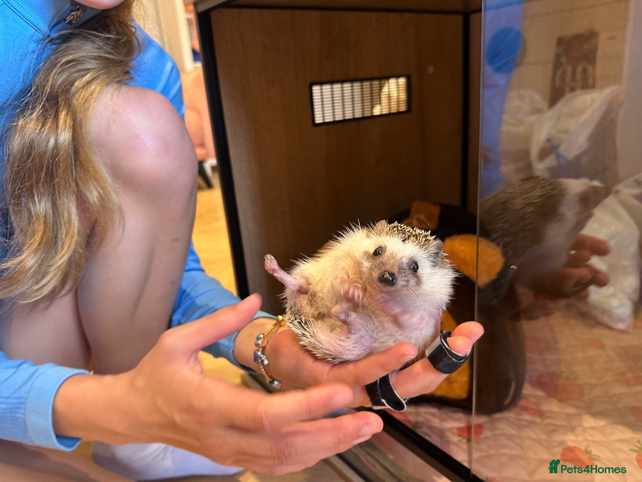 Pygmy Hedgehog rodents Pygmy Hedgehog - Advert 18