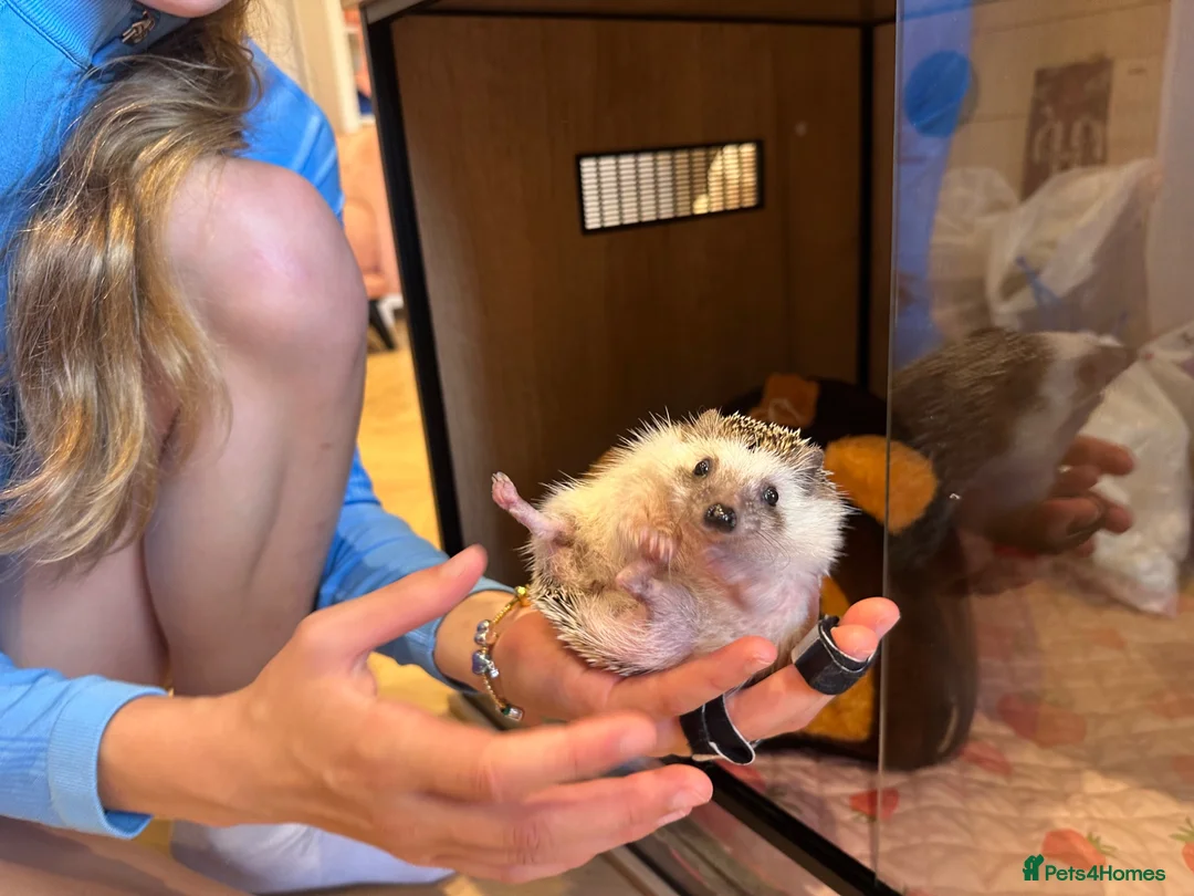 Pygmy Hedgehog rodents for sale: Pygmy Hedgehog in Newcastle upon Tyne - Advert 1