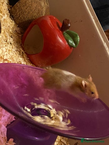 Mixed Breed rodents in Preston - Advert 9