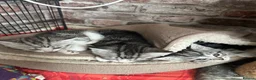 British Shorthair cats for sale: British shorthair x tabby - Advert 10