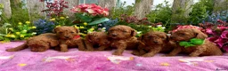 Miniature Poodle dogs for sale: Top Quality, Deep Red, KC Mini Poodles.  - Advert 1