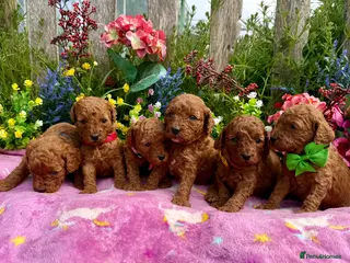 Miniature Poodle dogs Top Quality, Deep Red, KC Mini Poodles. - Advert 5