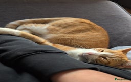 Mixed Breed cats for sale: 1 x tabby girl 1 x ginger and white boy - Image 1