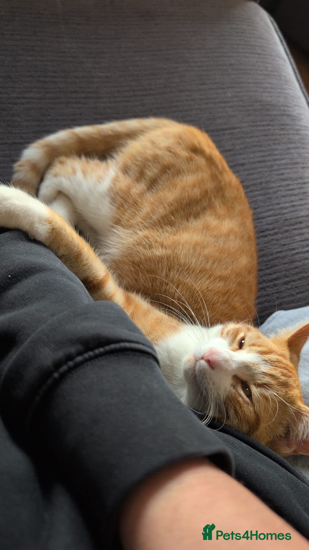 Mixed Breed cats for sale: 1 x tabby girl 1 x ginger and white boy - Image 1