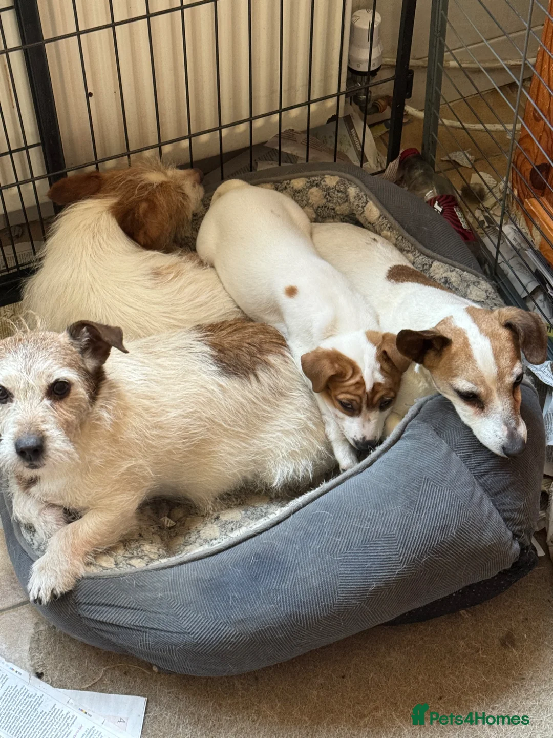 Jack Russell dogs for sale: Short legged Jack Russell Dog Pup - Advert 2