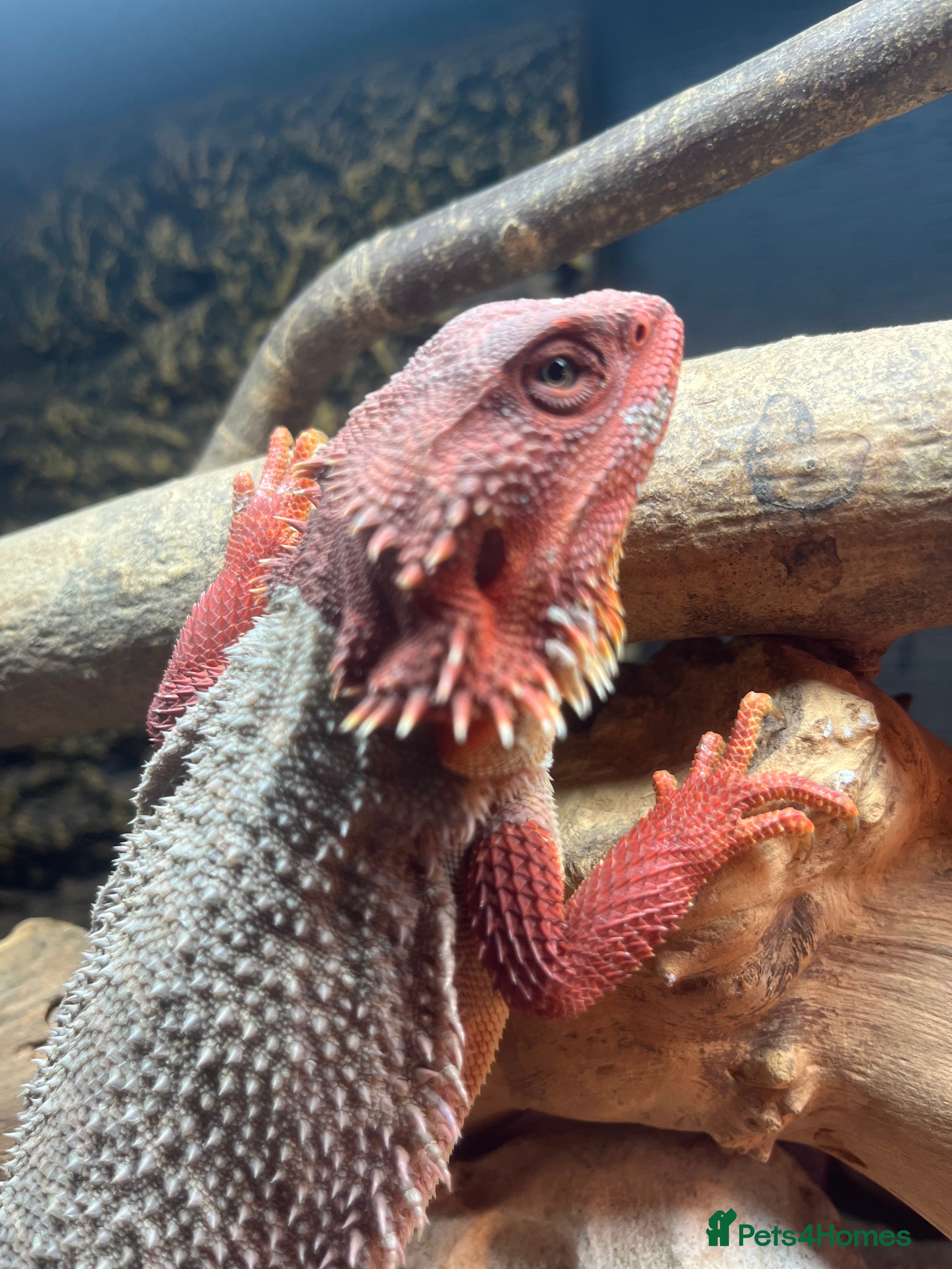 Bearded Dragon reptiles Red Bearded dragon  - Advert 1