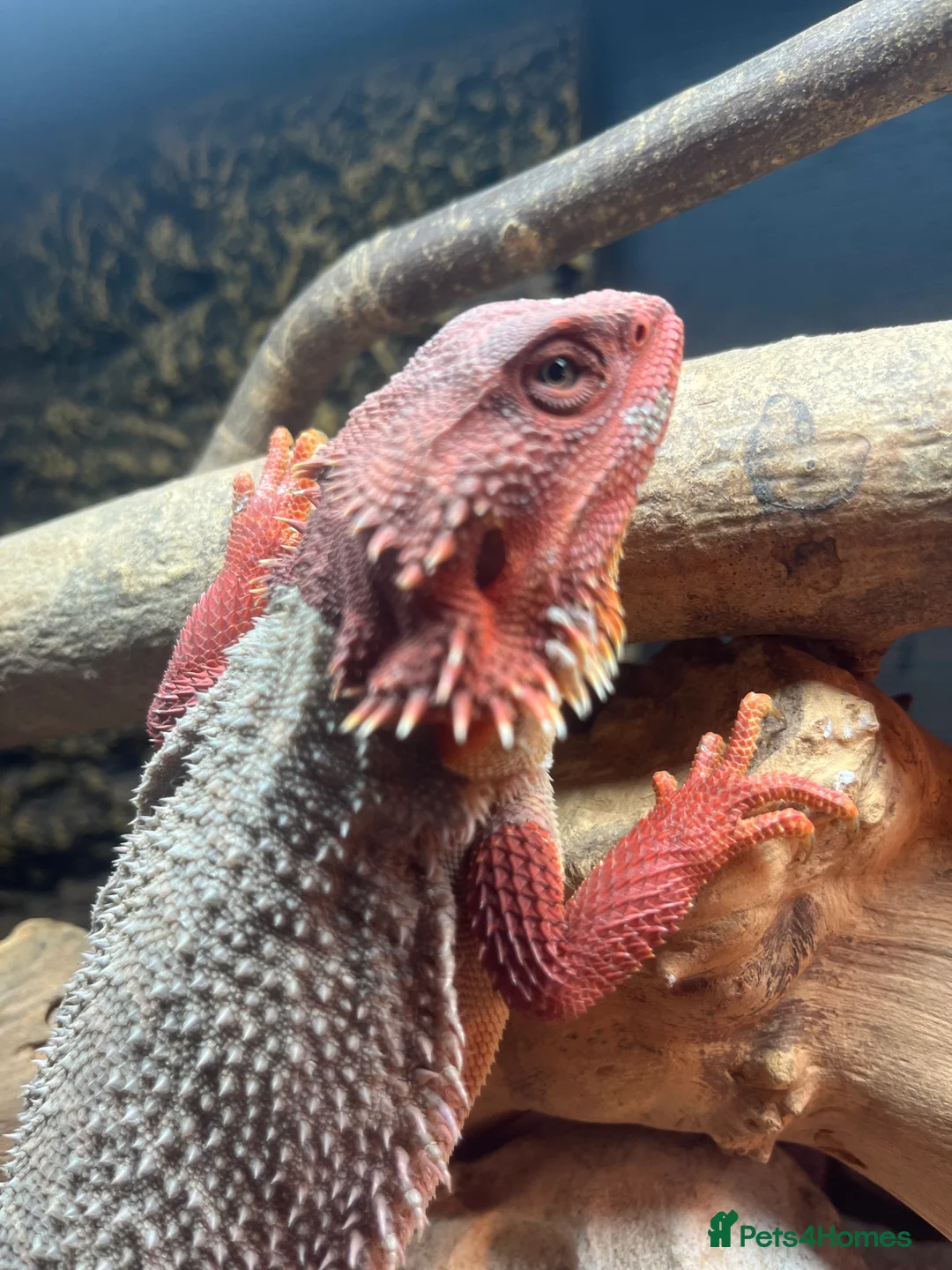 Bearded Dragon reptiles for sale: Red Bearded dragon  - Advert 1