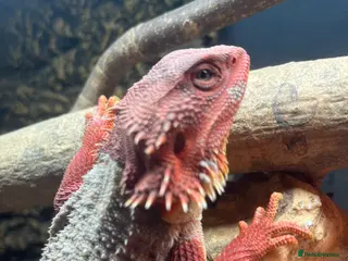 Bearded Dragon reptiles Red Bearded dragon - Advert 1
