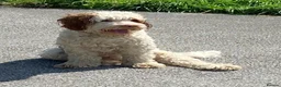 Mixed Breed dogs for sale: Beautiful Adult Australian Double Doodle  - Advert 4
