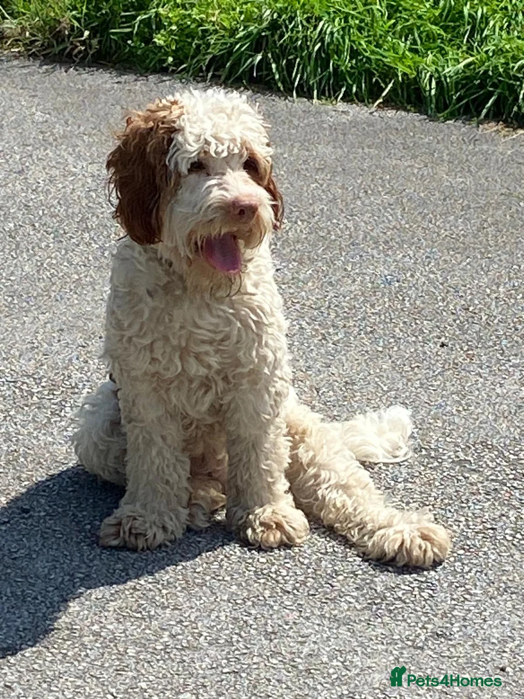 Mixed Breed dogs for sale: Beautiful Adult Australian Double Doodle  - Advert 4