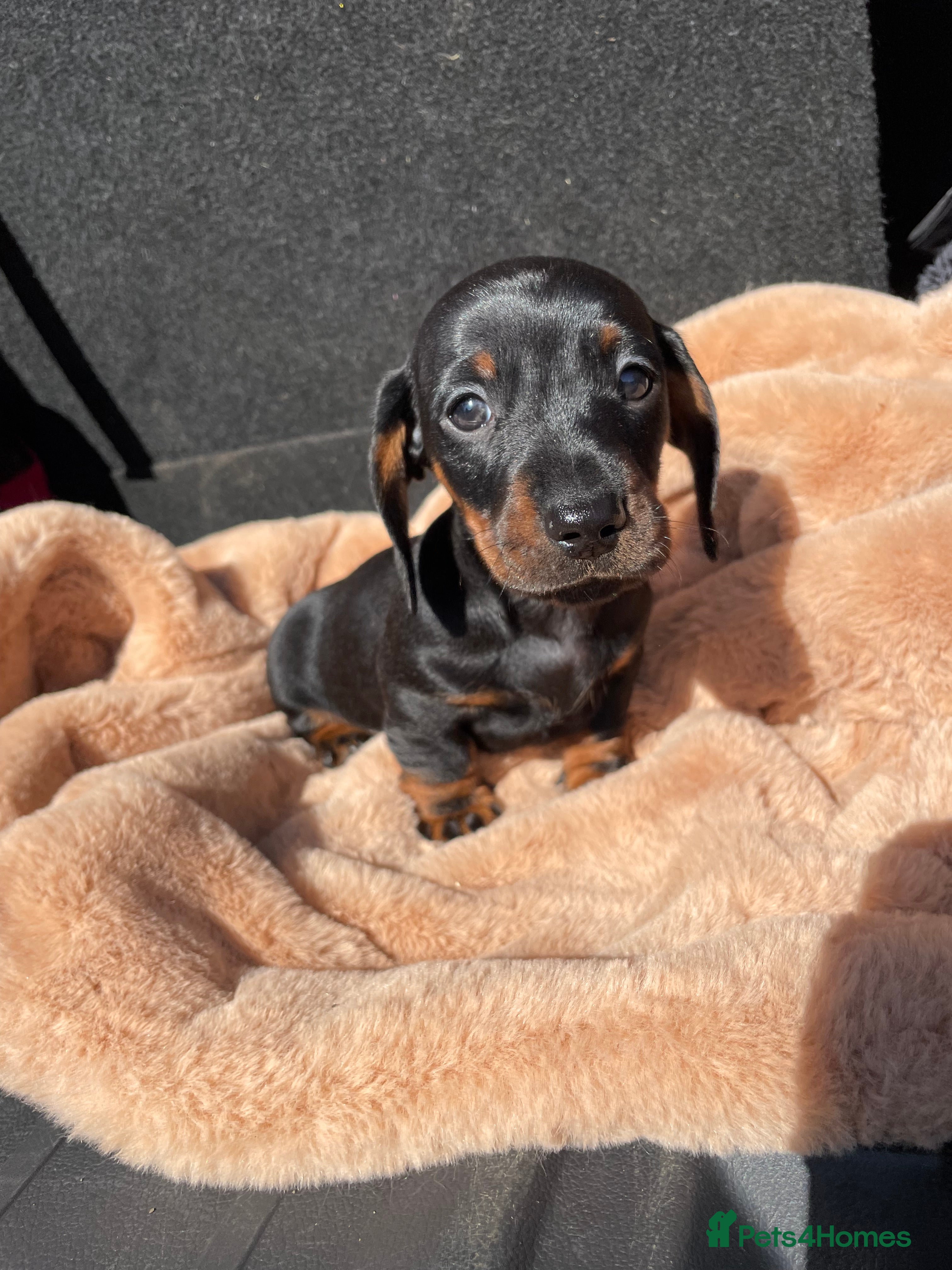 Miniature Dachshund dogs Miniature Dachshunds - Advert 5