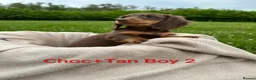 Dachshund dogs for sale: Beautiful Dachshund Puppies - Advert 1